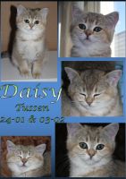 Daisy 11 weken